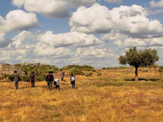 Cork oak trees being harvested