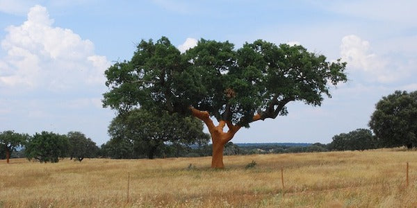 Harvested cork oak tree