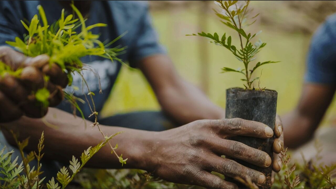 Men planting trees