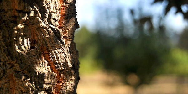 Suberin in cork oak tree